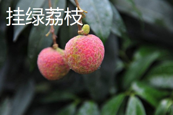 荔枝和龙眼有什么区别,果实造型、花朵外形等方面都不同
