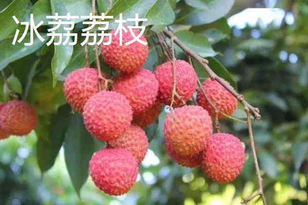 荔枝和龙眼有什么区别,果实造型、花朵外形等方面都不同