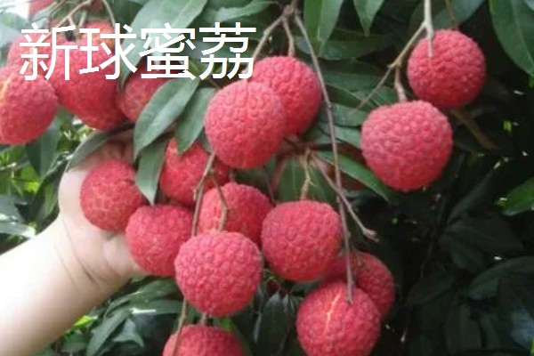 荔枝和龙眼有什么区别,果实造型、花朵外形等方面都不同