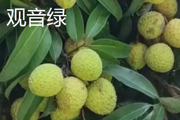 荔枝和龙眼有什么区别,果实造型、花朵外形等方面都不同