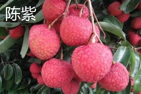 荔枝和龙眼有什么区别,果实造型、花朵外形等方面都不同