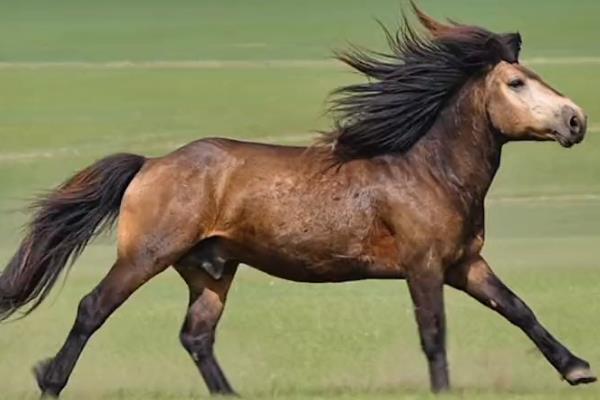 马有哪些品种，常见的有汗血马、德宝矮马、三河马等