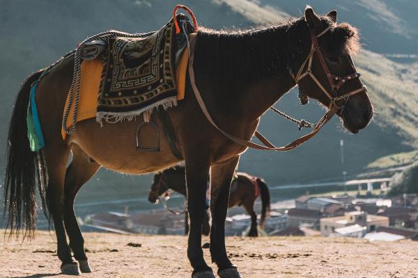 马有哪些品种，常见的有汗血马、德宝矮马、三河马等