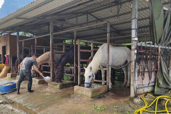 马有哪些品种，常见的有汗血马、德宝矮马、三河马等