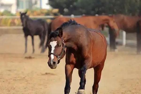 马有哪些品种，常见的有汗血马、德宝矮马、三河马等