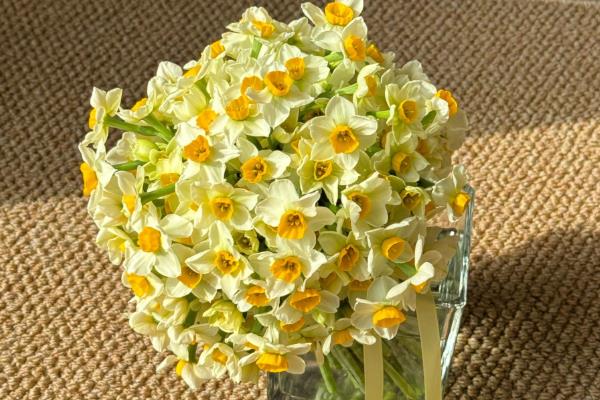 哪些花卉适合送病人，康乃馨、水仙花等品种均可选择