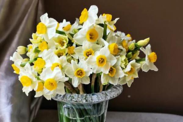 哪些花卉适合送病人，康乃馨、水仙花等品种均可选择
