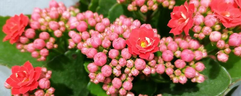 长寿花夏天可以晒太阳吗,可以稍微晒下太阳