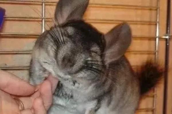 龙猫抓咬主人的原因,在发情、感到紧张等情况下会误伤主人