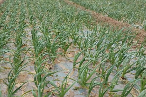 早春大蒜的田间管理方法，浇完水之后注意适当中耕一次