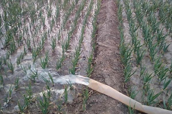 早春大蒜的田间管理方法，浇完水之后注意适当中耕一次