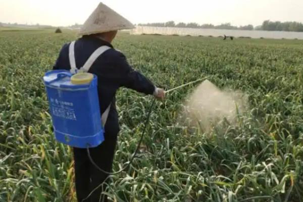 早春大蒜的田间管理方法，浇完水之后注意适当中耕一次
