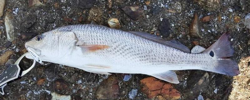 红鼓鱼是不是海鱼,是海鱼