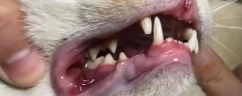 犬猫齿龈炎的症状，以齿龈的充血和肿胀为特征