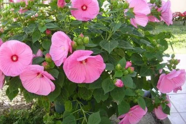 成都市的市花是什么，是芙蓉花