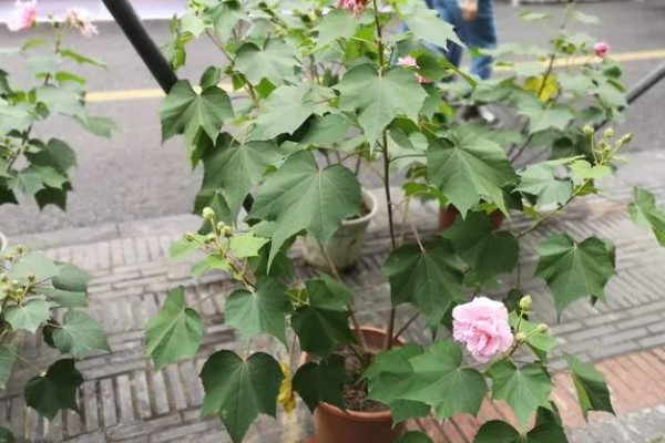 成都市的市花是什么，是芙蓉花