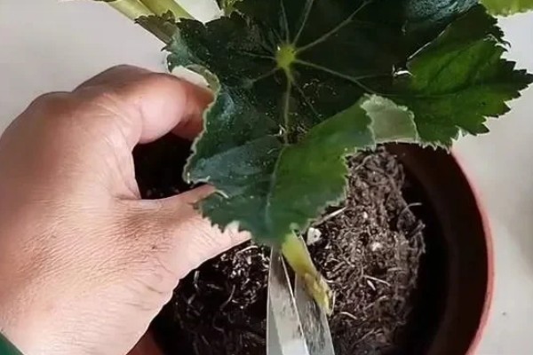 成都市的市花是什么，是芙蓉花