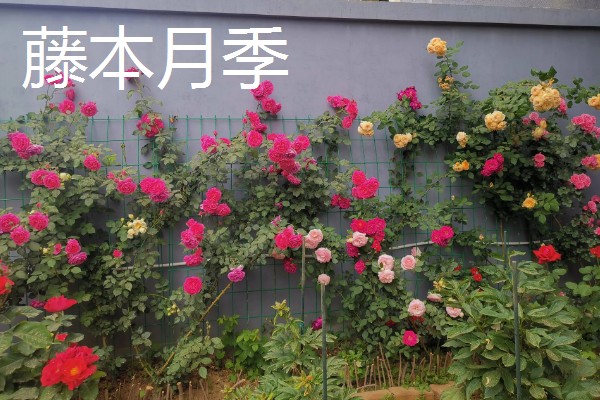 藤本月季和灌木月季有什么区别，树干大小、花朵形状等方面不同