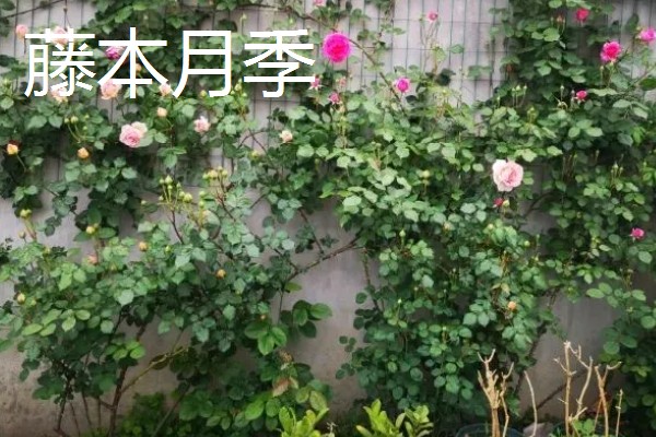 藤本月季和灌木月季有什么区别，树干大小、花朵形状等方面不同