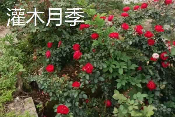 藤本月季和灌木月季有什么区别，树干大小、花朵形状等方面不同