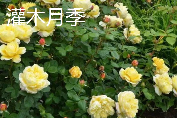 藤本月季和灌木月季有什么区别，树干大小、花朵形状等方面不同