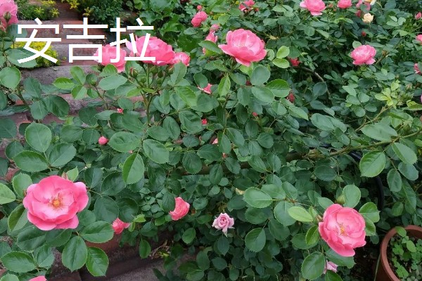 藤本月季和灌木月季有什么区别，树干大小、花朵形状等方面不同