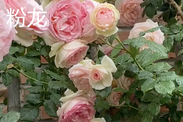 藤本月季和灌木月季有什么区别，树干大小、花朵形状等方面不同