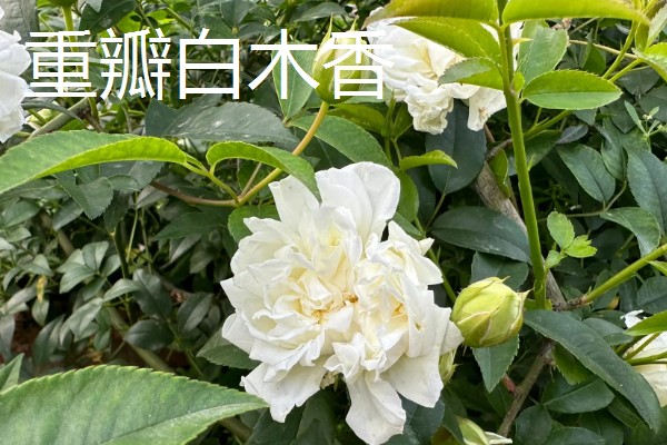 藤本月季和灌木月季有什么区别，树干大小、花朵形状等方面不同