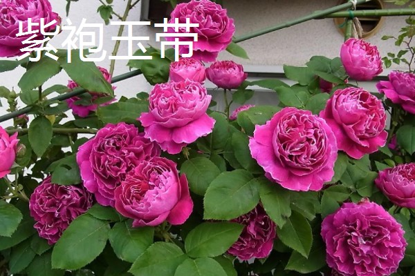 藤本月季和灌木月季有什么区别，树干大小、花朵形状等方面不同