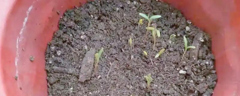 格桑花种子在几月份播种,在每年春季的3-4月份播种