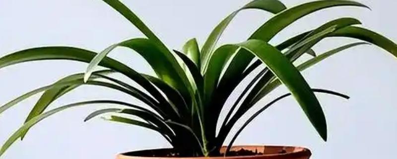 君子兰一盆能不能种植多棵,多棵栽种会影响叶片生长