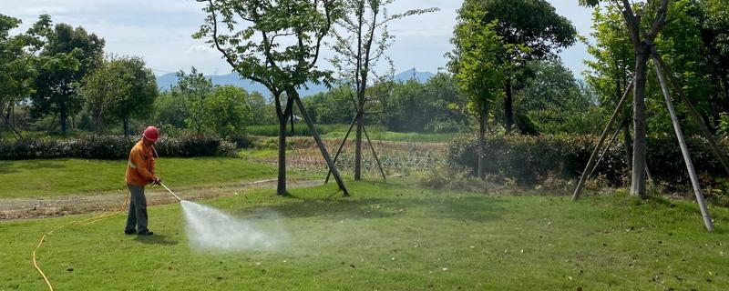 怎么防治草坪中的杂草,根据杂草类型使用对应除草剂