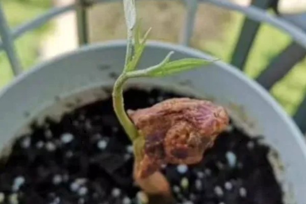 榴莲种子怎么种植,播种前需浸种催芽