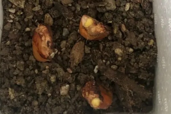 榴莲种子怎么种植,播种前需浸种催芽