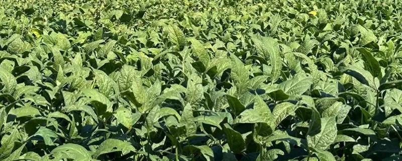 大豆什么时候播种,一般为4-5月份