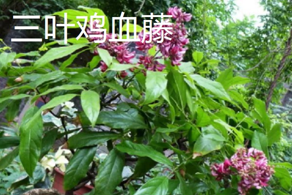 鸡血藤的品种，三叶鸡血藤、白花油麻藤等品种很常见