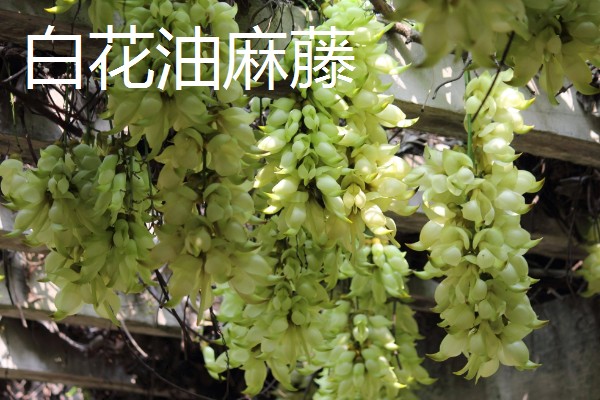 鸡血藤的品种，三叶鸡血藤、白花油麻藤等品种很常见