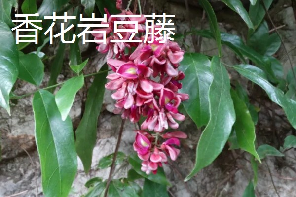 鸡血藤的品种，三叶鸡血藤、白花油麻藤等品种很常见