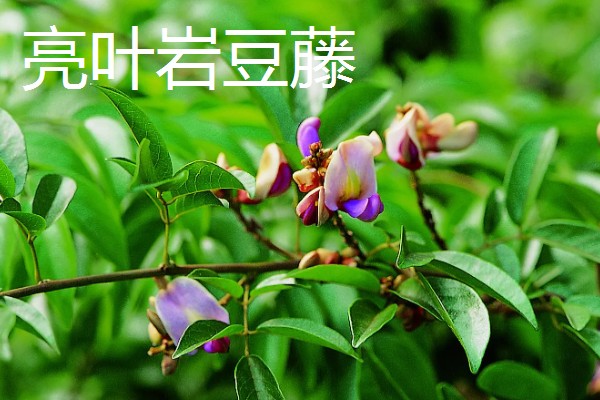 鸡血藤的品种，三叶鸡血藤、白花油麻藤等品种很常见