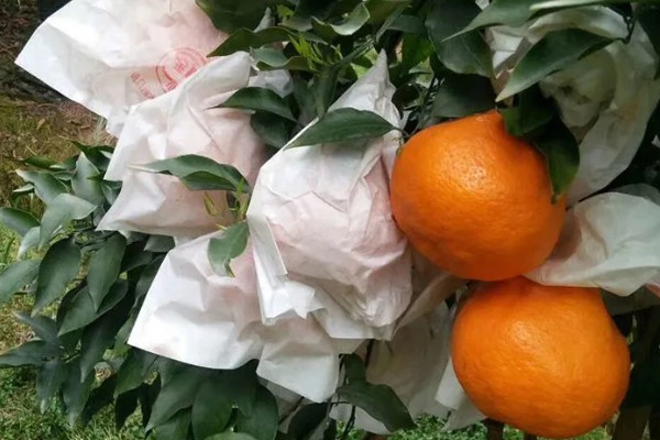 脐橙落叶如何处理，缺少营养可喷施叶面肥
