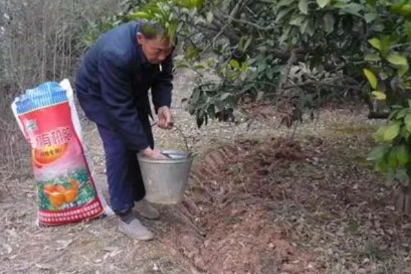 脐橙落叶如何处理，缺少营养可喷施叶面肥