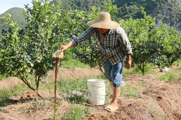 脐橙落叶如何处理，缺少营养可喷施叶面肥