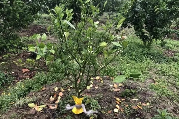 脐橙落叶如何处理，缺少营养可喷施叶面肥