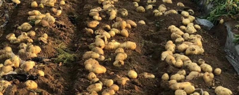 春马铃薯怎么催芽,可采用以下3种方法