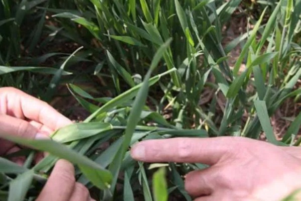 小麦吸浆虫的防治时间，一般在抽穗前至扬花期打药