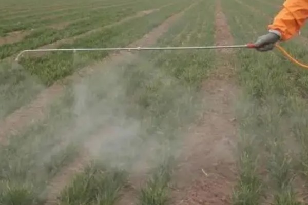 小麦吸浆虫的防治时间，一般在抽穗前至扬花期打药