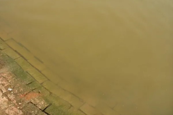 池塘水黄浊水怎么处理，用硫酸铝钾等水质改良剂改善水质
