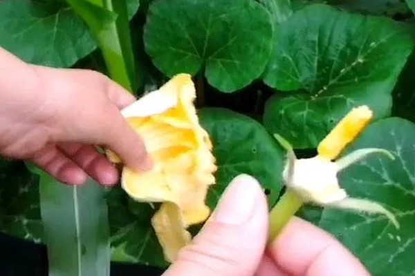 南瓜的田间管理方法,压蔓时将瓜留在垄顶上