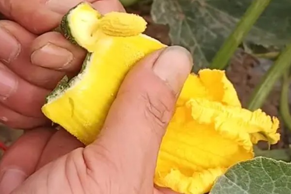 南瓜的田间管理方法,压蔓时将瓜留在垄顶上