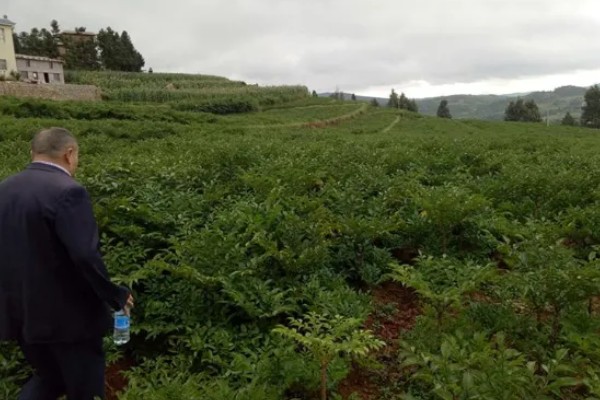 魔芋的种植前景，近几年经济效益比较可观
